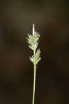 Whiteting sedge